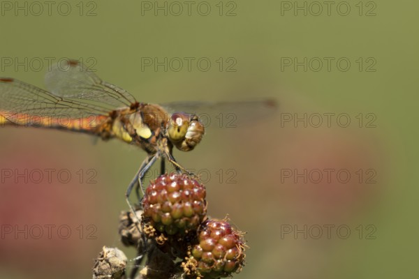 Common darter dragonfly (Sympetrum striolatum) adult insect resting on blackberries fruit in the