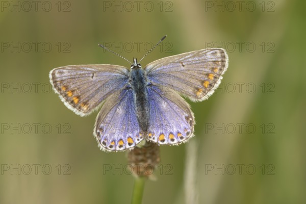 Common blue butterfly (Polyommatus icarus) adult insect resting on a grass stem in the summer,