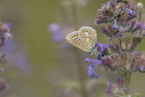 Common blue butterfly (Polyommatus icarus) adult insect feeding on garden Catmint flowers in the