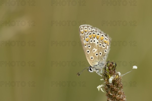 Common blue butterfly (Polyommatus icarus) adult insect resting on a Ribwort plantain flower in the