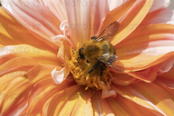 Common carder bumble bee (Bombus pascuorum) adult insect feeding on a garden Dahlia flower in the