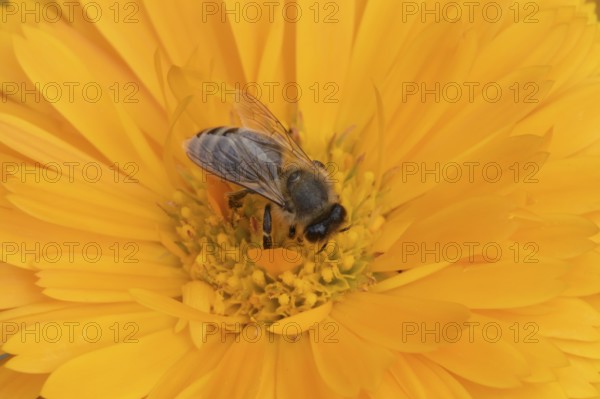 Honey bee (Apis mellifera) adult insect feeding on an orange garden pot marigold flower in the