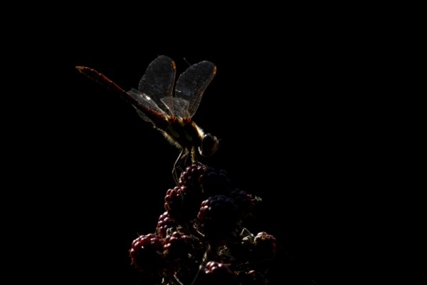 Common darter dragonfly (Sympetrum striolatum) adult insect backlit resting on blackberry fruits in