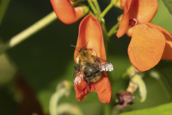 Common carder bumble bee (Bombus pascuorum) adult insect feeding on runner bean garden vegetable