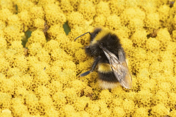 Buff tailed bumble bee (Bombus terrestris) adult insect feeding on yellow garden flowers in the