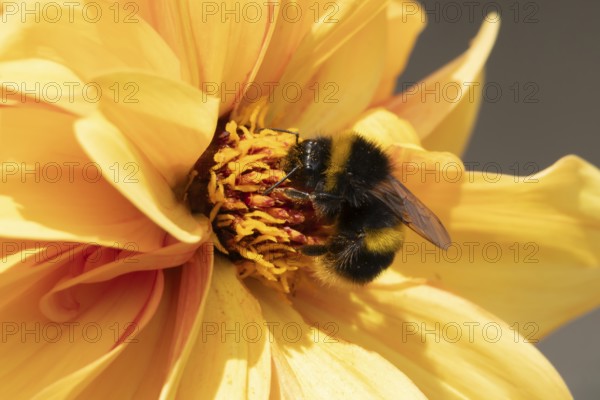 Buff tailed bumble bee (Bombus terrestris) adult insect feeding on a garden Dahlia flower in the