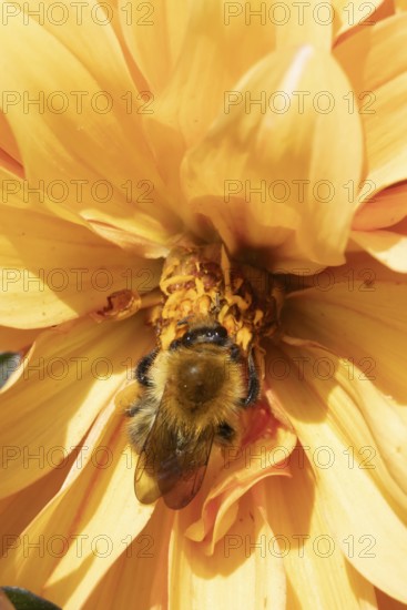 Common carder bumble bee (Bombus pascuorum) adult insect feeding on a garden Dahlia flower in the