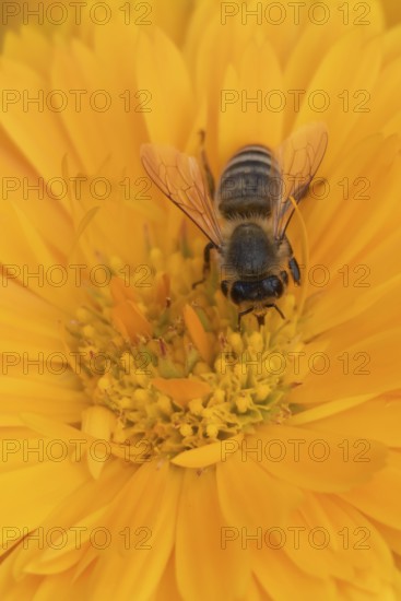 Honey bee (Apis mellifera) adult insect feeding on an orange garden pot marigold flower in the