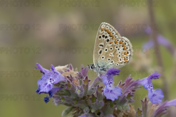 Common blue butterfly (Polyommatus icarus) adult insect feeding on Catmint flowers in the summer,