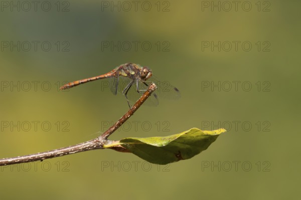 Common darter dragonfly (Sympetrum striolatum) adult insect resting on a tree branch in the summer,