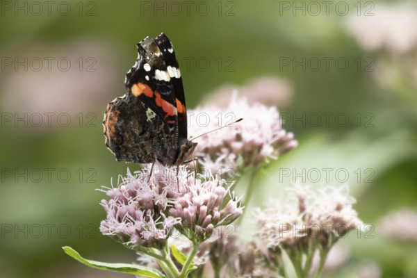 Red admiral butterfly (Vanessa atalanta) adult insect feeding on Hemp agrimony (Eupatorium