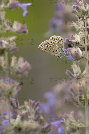 Common blue butterfly (Polyommatus icarus) adult insect feeding on Catmint flowers in the summer,