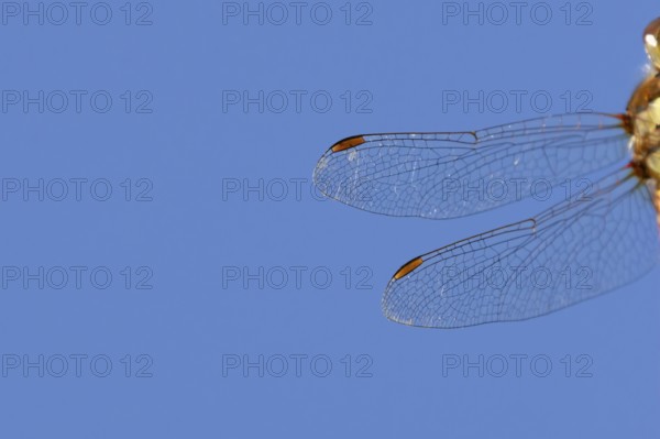 Common darter dragonfly (Sympetrum striolatum) adult insect close up of one pair of wings in the