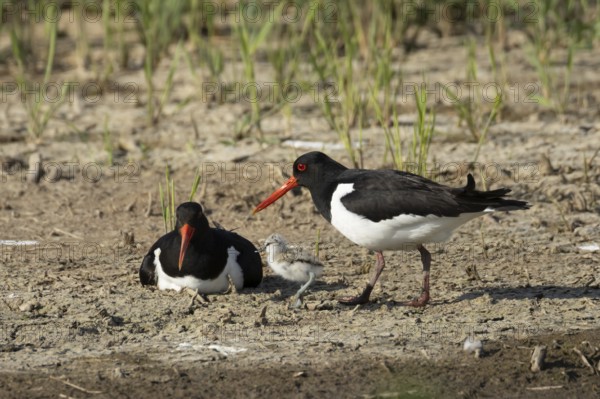 Eurasian oystercatcher (Haematopus ostralegus) two adult wading birds seemingly adopted a Pied