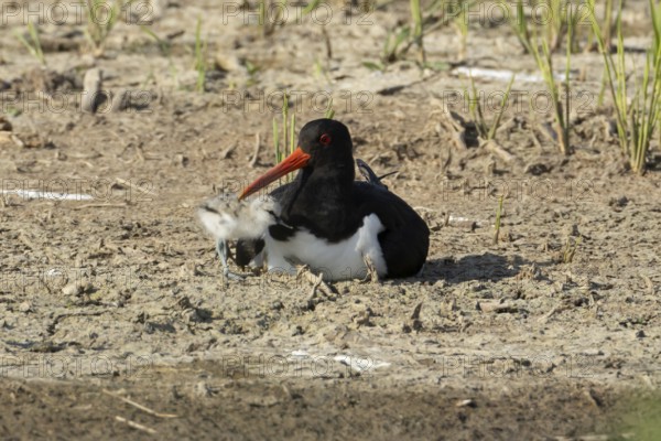 Eurasian oystercatcher (Haematopus ostralegus) adult wading bird seemingly adopted a Pied avocet
