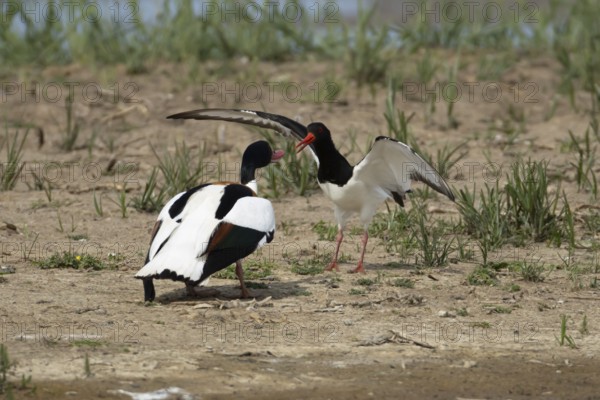 Eurasian oystercatcher (Haematopus ostralegus) adult wading bird fighting with a Shelduck (Tadorna