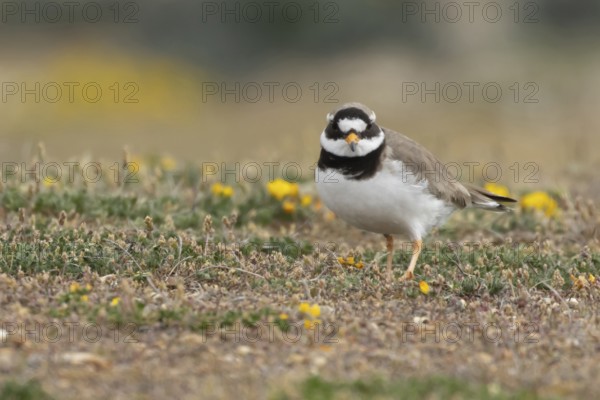Ringed plover (Charadrius hiaticula) adult wading bird on a shingle dune in summer, England, United