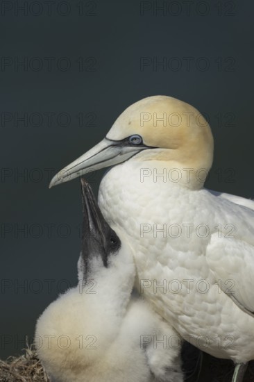 Northern gannet (Morus bassanus) adult parent bird and juvenile baby chick seabirds on a nest on a