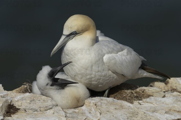 Northern gannet (Morus bassanus) adult parent bird and juvenile baby chick seabirds on a nest on a