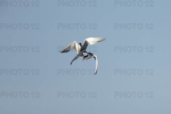 Common tern (Sterna hirundo) two adult birds displaying in flight in summer, England, United