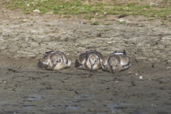 Black headed gull (Chroicocephalus ridibundus) three juvenile baby chicks sleeping on an island in