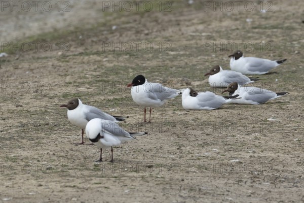 Mediterranean gull (Ichthyaetus melanocephalus) adult bird and Black headed gulls (Chroicocephalus