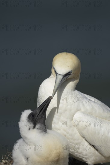 Northern gannet (Morus bassanus) adult parent bird and juvenile baby chick seabirds on a nest on a