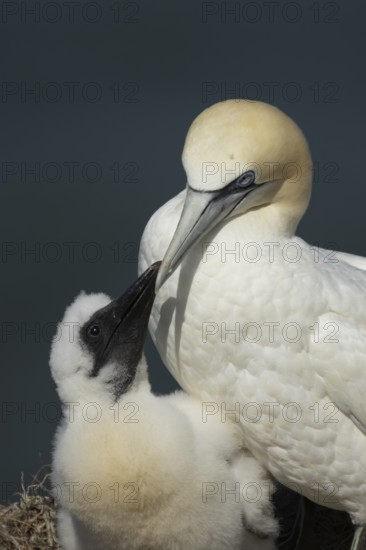 Northern gannet (Morus bassanus) adult parent bird and juvenile baby chick seabirds on a nest on a
