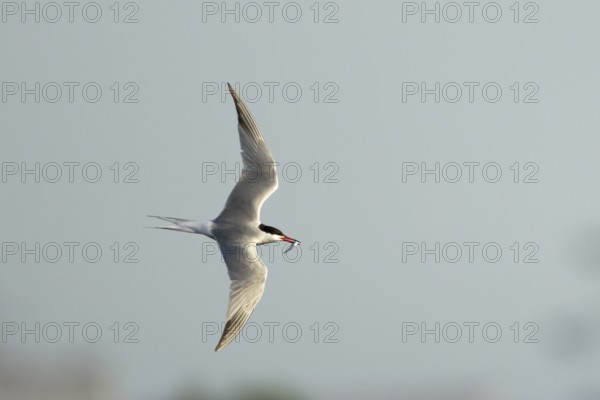 Common tern (Sterna hirundo) adult bird in flight with a fish in its beak in summer, England,