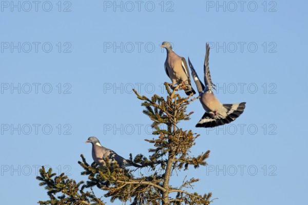 Wood pigeon (Columba palumbus) attacking an intruder, confrontation, courtship behaviour, aerial