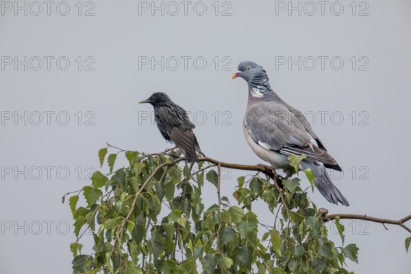 Wood pigeon (Columba palumbus) and starling (Sturnus vulgaris) drying their feathers after a rain