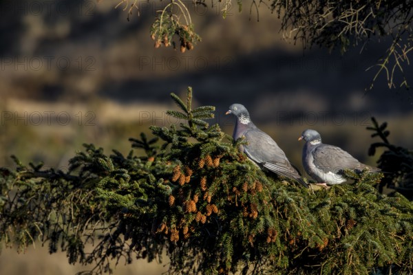 A pair of wood pigeons (Columba palumbus) sitting in the evening sun on the branch of a spruce