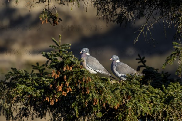 A pair of wood pigeons (Columba palumbus) sitting on the branch of a spruce tree in the evening