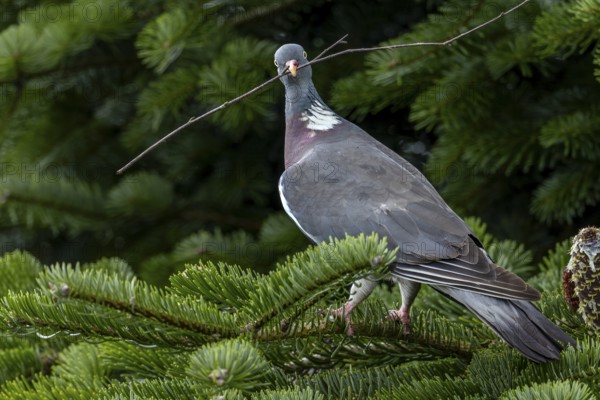 With nesting material in its beak, the wood pigeon (Columba palumbus) secures in all directions,