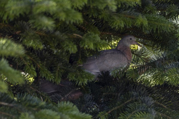 The young wood pigeon (Columba palumbus) waits patiently at the nest for its parents, in a few days