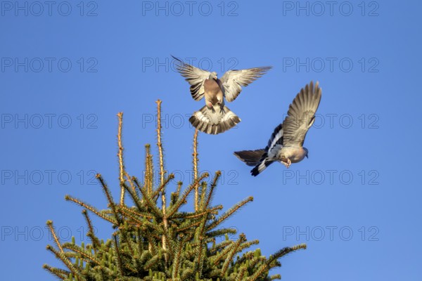When wood pigeons (Columba palumbus) fight for a breeding place, they are not squeamish with each
