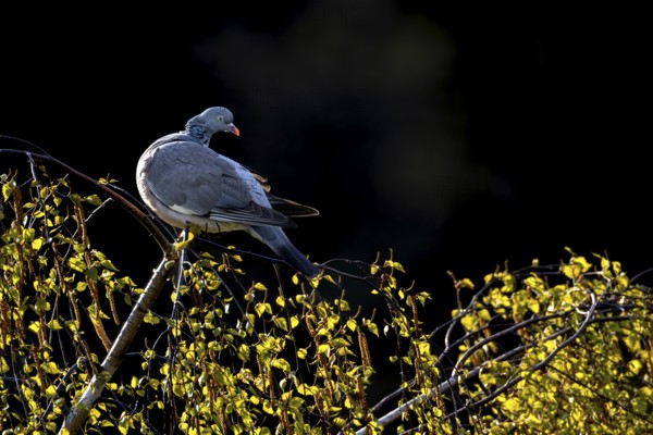 Before the wood pigeon (Columba palumbus) begins to groom its feathers, it looks in all directions,