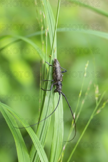 Close-up of a monochrome longhorn buck on a blade of grass in a natural setting. Bad Reichenhall,