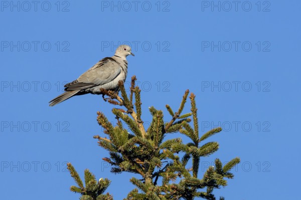 For a brief moment, the Eurasian collared dove (Streptopelia decaocto) sits on the top of a spruce