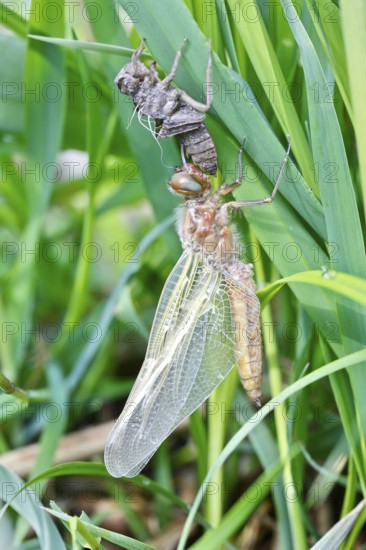 Hairy dragonfly (Brachytron pratense), freshly hatched animal on a reed stem with exuviae, Peene