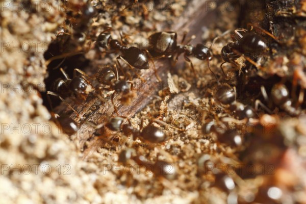 Lasius fuliginosus (Lasius fuliginosus), workers at the nest, ants inhabiting dead wood, Peene