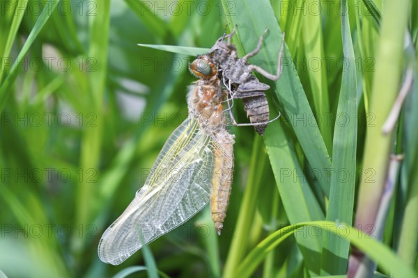 Hairy dragonfly (Brachytron pratense), freshly hatched animal on a reed stem with exuviae, Peene
