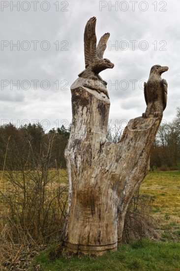 Carved sculpture of a white-tailed eagle (Haliaeetus albicilla) from a tree on the River Peene at