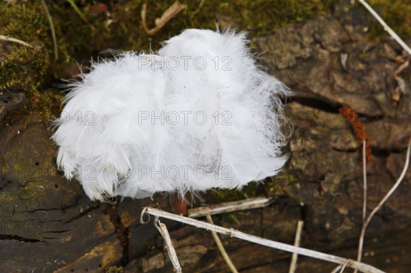 Mute swan (Cygnus olor), tuft of down feathers, Peene Valley nature park Park, Mecklenburg-Western