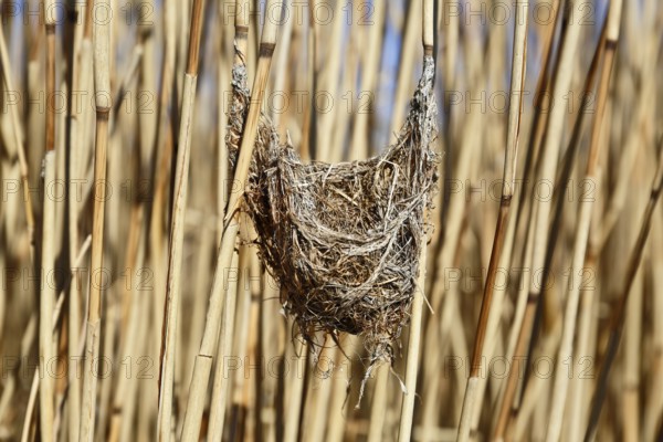 Great Reed Warbler (Acrocephalus arundinaceus), nest from the previous year in old reeds, Peene