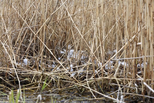 Great White Egret (Ardea alba, syn.: Casmerodius albus, Egretta alba), remnant of a killed animal,