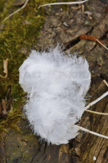 Mute swan (Cygnus olor), tuft of down feathers, Peene Valley nature park Park, Mecklenburg-Western