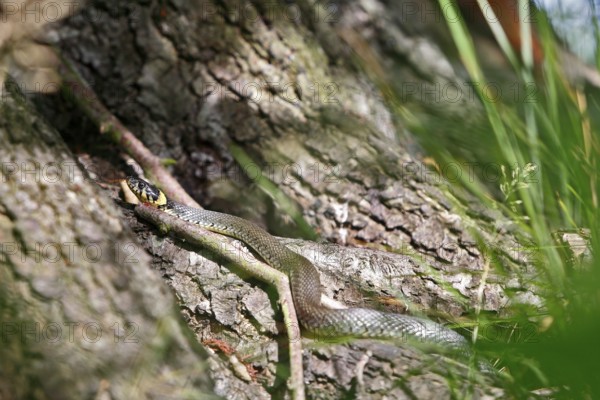 Grass snake (Natrix natrix), resting animal in the sun, grass snake sunbathing, Peene Valley nature