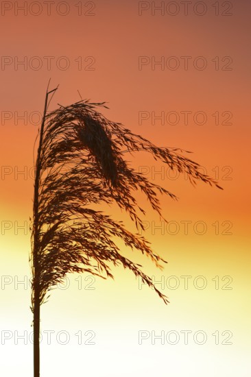 Reed grass seeds at sunset, reed tassel, Peenetal nature park Park, Mecklenburg-Western Pomerania,
