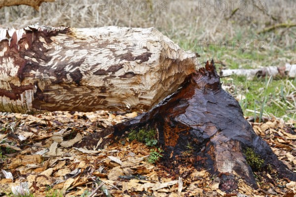 Beaver (Castor fibre), tree felled by a beaver, activities of a beaver, beaver cutting, Peene
